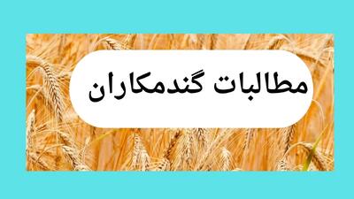 آخرین خبر از پرداخت مطالبات گندمکاران امروز چهارشنبه ۱۵ مرداد ماه ۱۴۰۴ | زمان پرداخت مطالبات گندمکاران