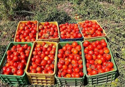 دسترنجی که بر باد می‌رود؛ از سیر و هندوانه تا گوجه‌فرنگی - تسنیم