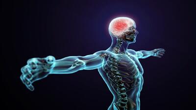 قیمت بدن انسان؛ از ۱۳۳ دلار تا ۱۵۰ هزار دلار