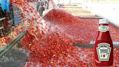 فرآیند صنعتی تولید سس گوجه‌فرنگی از مزرعه تا بازار (فیلم)
