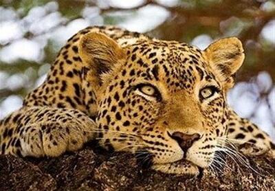 پلنگ ایرانی روی شاخه درخت در مازندران رویت شد