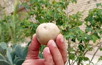 آموزش کاشت سیب زمینی در حیاط خانه / فیلم
