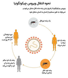 نبرد پشه‌ها در قاره کهن