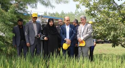 رونمایی از سه گونه جدید برنج پرمحصول در گیلان؛ گامی بلند در خودکفایی و امنیت غذایی