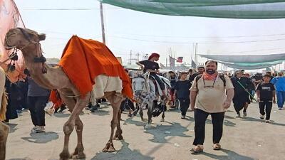 فیلمی از حرکت نمادین کاروان امام حسین (ع) بعد از واقعه کربلا در مسیر نجف به کربلا