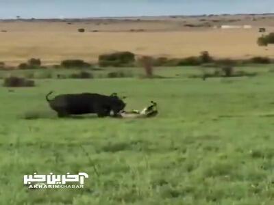 دفاع جانانه گاومیش مادر از فرزندش در نبرد با گله شیر
