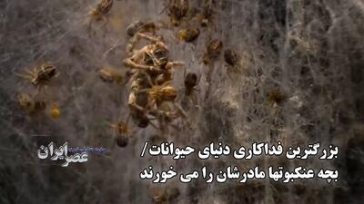بزرگترین فداکاری دنیای حیوانات/ بچه عنکبوتها مادرشان را می خورند
