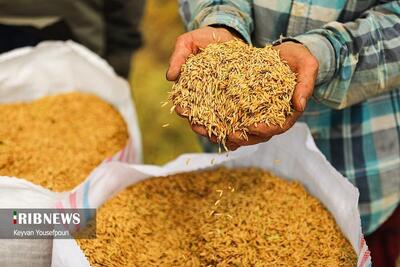 عکس/ برداشت برنج در روستای منگلاب شهر بهنمیر | اقتصاد24