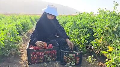 طرز تهیه غذاهای روستایی؛ از مزرعه تا سفره با گوجه و بامیه | فیلم