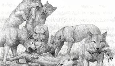 برای سگ‌های استخوان‌شکن آمریکای شمالی چه اتفاقی افتاد؟