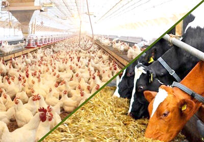 متنوع‌سازی ترکیب جیره طیور، راهبرد کاهش وابستگی به غرب
