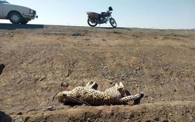 تمسخر بی‌‌رحمانه یوز ایرانی در جاده مرگ؛ ماجرا چه بود؟