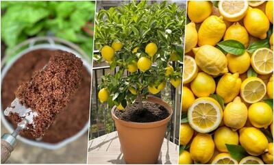 روش کاشت نهال لیمو ترش در گلدان آپارتمانی + روش نگهداری