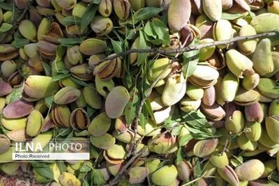 پیش‌بینی برداشت بیش از چهار هزار تن بادام در قزوین