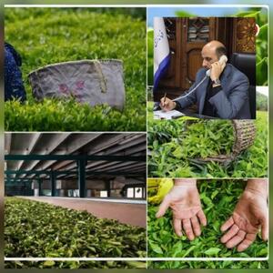 تا اکنون ۱۶۰ میلیارد تومان از مطالبات چایکاران لاهیجانی پرداخت شد