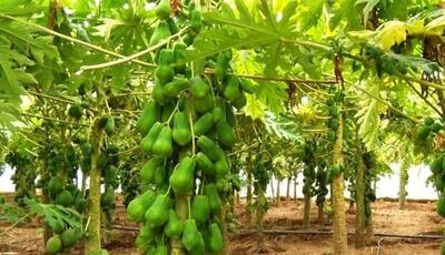 مزرعه میوه‌های استوایی با مشارکت اسپانیایی‌ها در هرمزگان احداث می‌شود