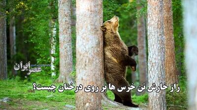 راز خارش تن خرس‌ها روی درختان!
