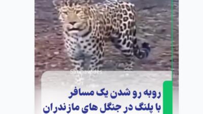 لحظه روبه‌رو شدن یک مسافر با پلنگ در جنگل‌های مازندران