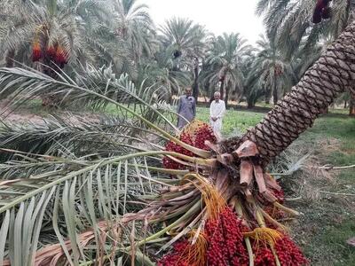 وضعیت نخلستان‌های جنوب سه هفته بعد از آتش‌سوزی وسیع؛ «حتی در جنگ با عراق این تعداد نخل نسوخته بود»
