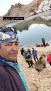 خرس سبلان سوژه سلفی گردشگران شد!