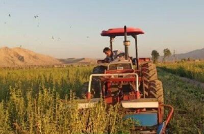 سطح زیر کشت برخی محصولات تابستانه دهلران کاهش یافته است