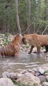 فیلم رابطه جالب شیر و ببر