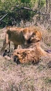 فیلم همنوع خواری شیر جوان در حیات وحش