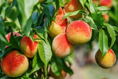 آغاز برداشت هلو از باغات آذربایجان غربی