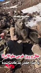 خرس وحشی که از دست کوهنوردان در سبلان ساقه طلایی می‌گیرد! + فیلم