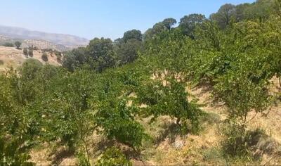 آبیاری ۳۰۰۰ اصله درخت انگور با آب شرب در شهرستان دنا