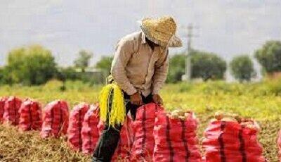 تقویت تولید با پرداخت به موقع غرامت‌ توسط صندوق بیمه محصولات کشاورزی