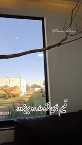 ایده ناب برای گیاهان آپارتمانی