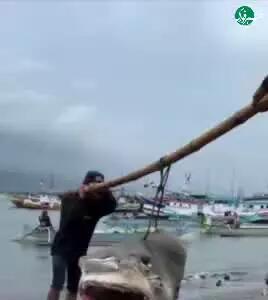 نمایش کوسه‌ای مرگبار در اندونزی پس از کشف بقایای کودکان در معده‌اش