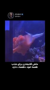 فیلم شکار طعمه در اعماق دریا توسط قلابچه‌ماهی