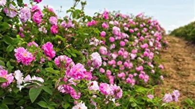 سهم عمده گل‌محمدی در زیرکشت گیاهان دارویی زنجان