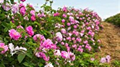 گل‌محمدی در صدر کشت گیاهان دارویی استان زنجان