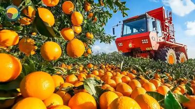 تصاویر دیدنی از برداشت صدها تن پرتقال در باغ‌های آمریکا (فیلم)