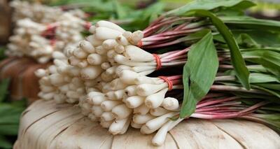 شک؛ سبزی کوهیِ بومی لرستان با طبع گرم برای تسکین دردهای مفصلی و رماتیسم