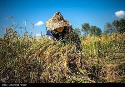 جیب پرپول دلالان با برنج ۳۰۰ هزار تومانی/ باز هم برنجکاران شمالی قربانی ‌شدند!