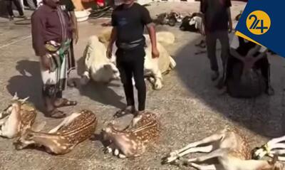 ماجرای ذبح گوزن در مراسم عزاداری چه بود؟ | میرزاده فعال محیط زیست: جلوی فرهنگ قربانی‌کردن گونه‌های خاص را بگیرید