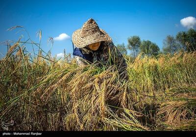 جیب پرپول دلالان با برنج 300 هزار تومانی/ باز هم برنجکاران شمالی قربانی ‌شدند! - تسنیم