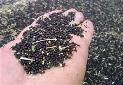 خبر خوش برای کلزاکاران گلستانی/ پرداخت مطالبات تا 10 روز آینده - تسنیم