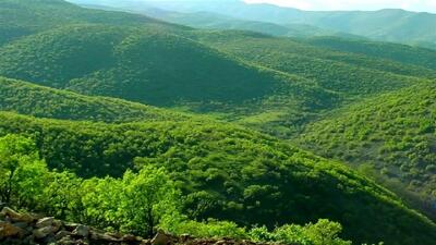 از پرندگان مهاجر تا گیاهان بومی؛ شگفتی‌های تنوع زیستی در جنگل‌های زاگرس لرستان