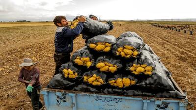 افزایش ۱۰ برابری تولید سیب‌زمینی کشور با مطالعات جدید تحقیقاتی