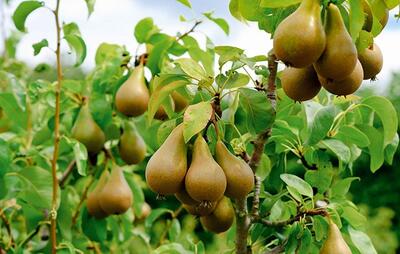 گلابی میوه معجزه‌آسا