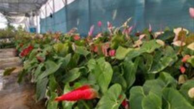 ظرفیت تولید گلخانه‌ای شیروان به ۴۰۰۰ تن افزایش می‌یابد