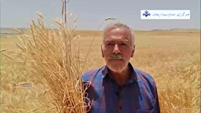 پرداخت ۲ هزار و ۴۳۳ میلیارد تومان از مطالبات گندمکاران زنجانی