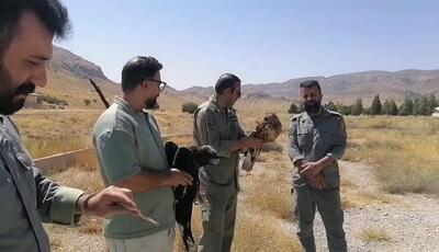 فیلم جذاب از رهاسازی 3 گونه جانوری در پارک ملی بمو