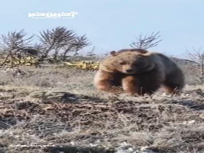 فصل تغذیه‌ بی‌وقفه خرس قهوه‌ای در پارک ملی گلستان