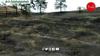 گزارش حشمت‌الله فلاحت‌پیشه از قطع درختان چیتگر+ ویدیو